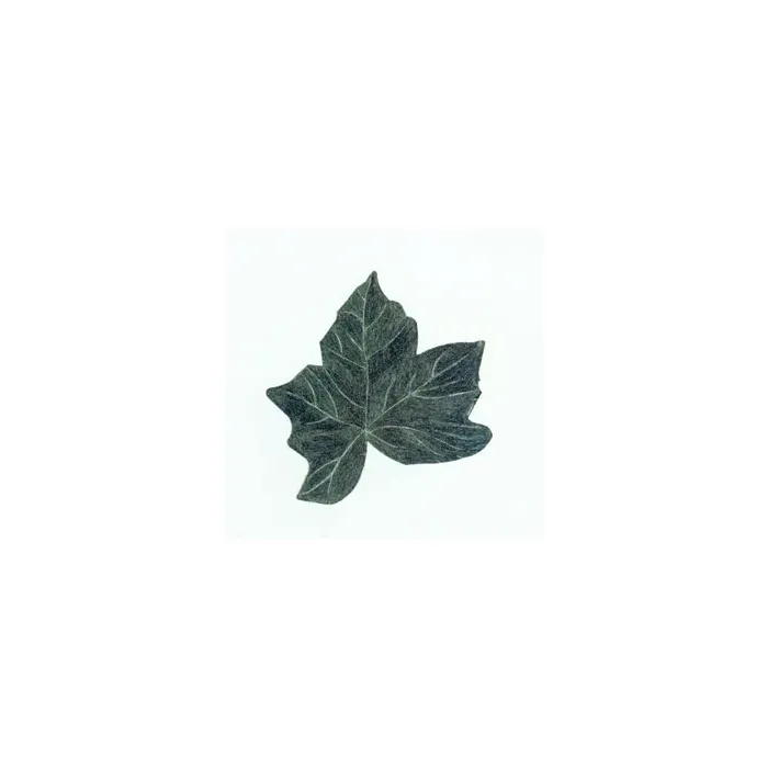 Ivy Leaf Wallies