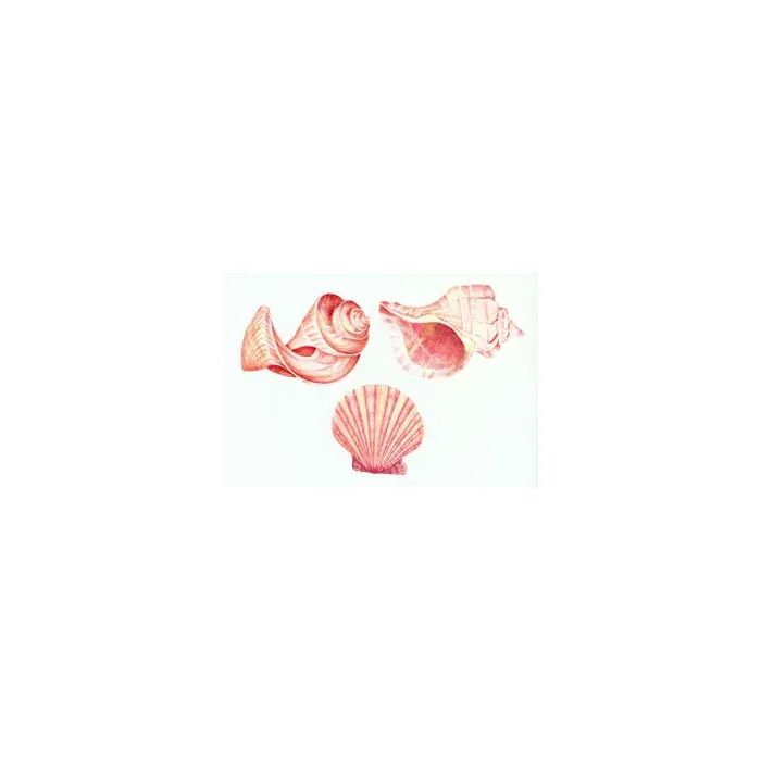 Seashell Wallies