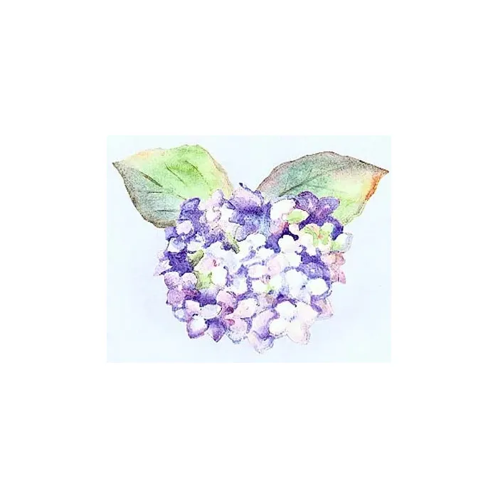Hydrangea Wallies