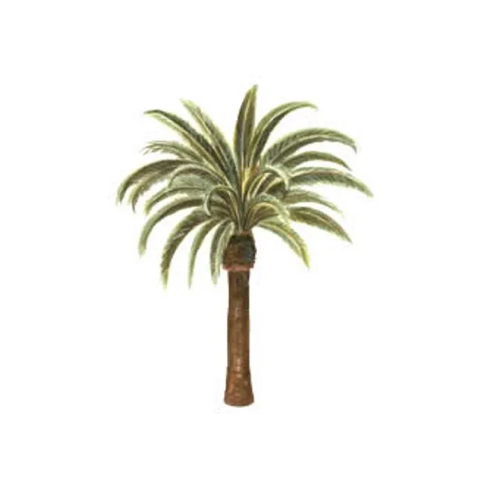 Palm Tree Wallies
