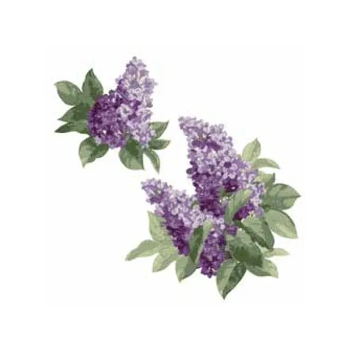 Lilac Wallies