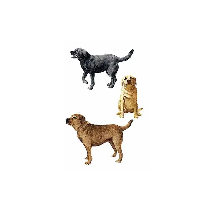A Mans Best Friend Wallies