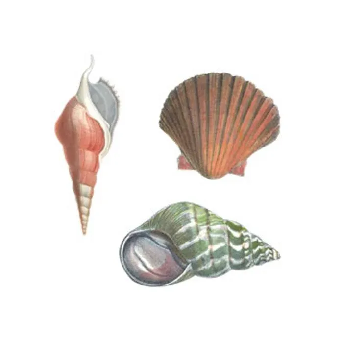 Anna Griffin Seashells Wallies
