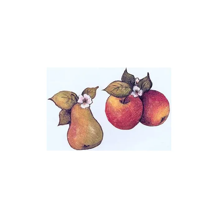 Susan Winget Fruit Wallies