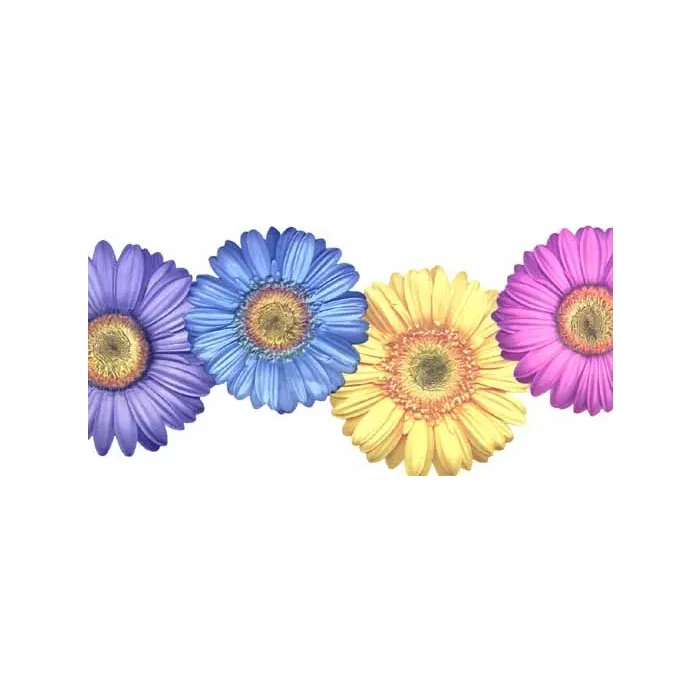 Bright Gerber Daisy Wallpaper Border