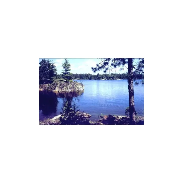 Lake in the Woods Mural