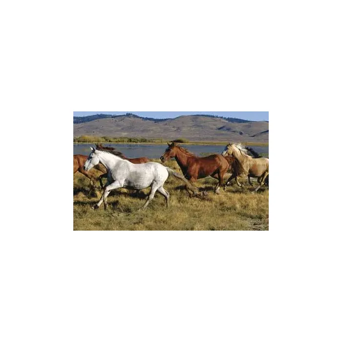 Wild Horses Wallpaper Mural