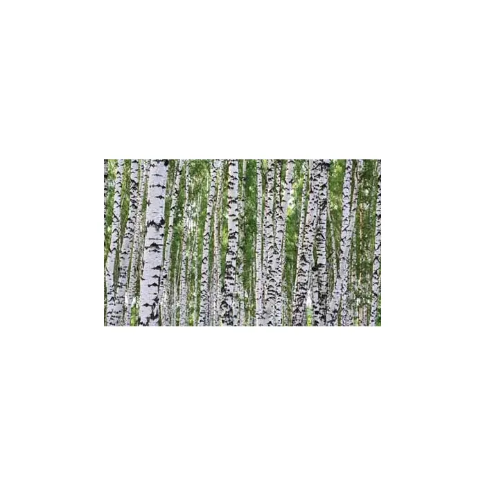 Birch Tree Wall Paper Mural