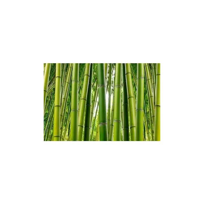 Bamboo Tree Wall Paper Mural