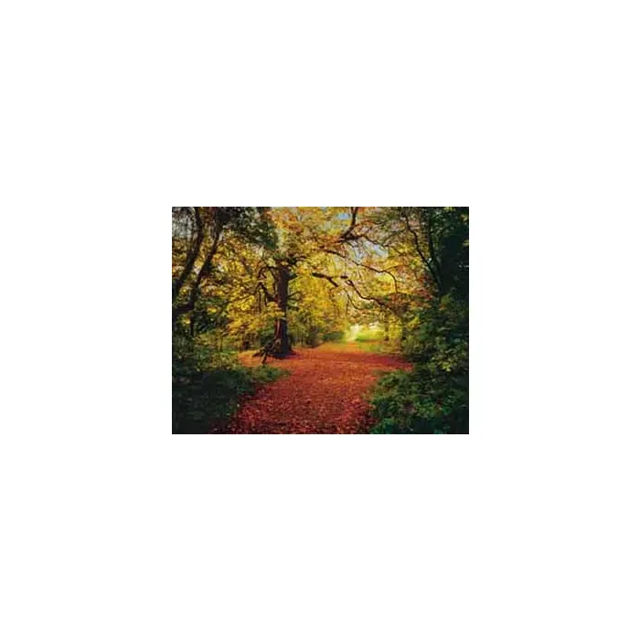 Autumn Forest Poster Mural- only 1
