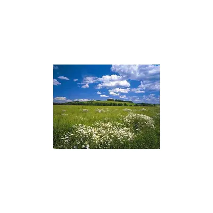 Meadow Mural- only 1