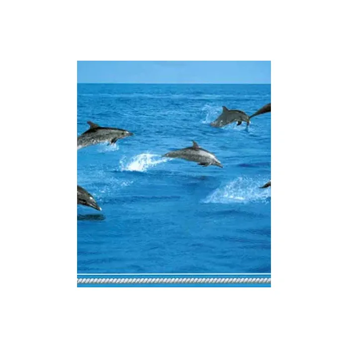 Swimming Dolphin Wallpaper Border