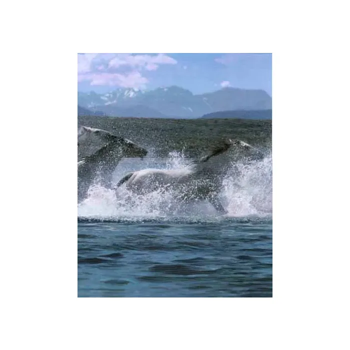 Blue Wild Horse In River Wall Paper Border