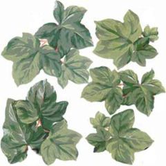 Ivy Leaf Wallpaper Cutouts