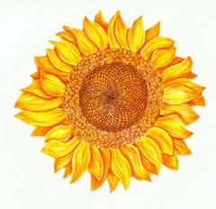 Sunflower Wallies
