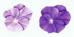 Pansy Wallies