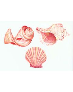 Seashell Wallies