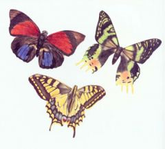 Butterfly Wallies
