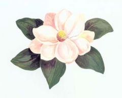 Magnolia Wallies