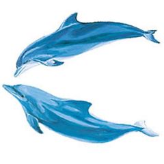 Dolphin Wallies