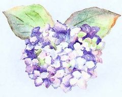 Hydrangea Wallies