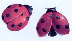 Ladybug Wallies