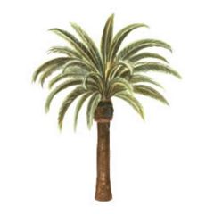Palm Tree Wallies