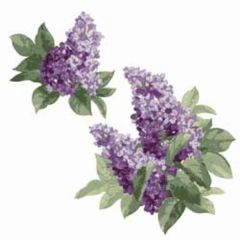 Lilac Wallies