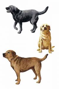 A Mans Best Friend Wallies