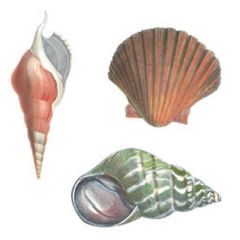 Anna Griffin Seashells Wallies