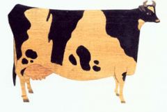 Cow Wallies