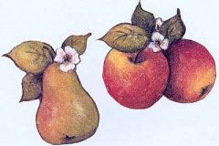 Susan Winget Fruit Wallies
