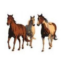 C. Cummings Wild and Free Horse Wallies Murals