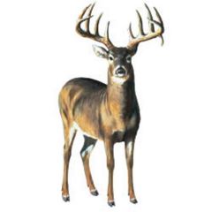 Deer Wallies stickup