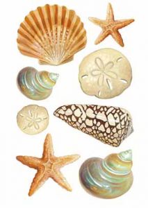 Seashell Vinyl Decal Wallies