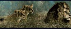 Lions in the Grass Wallpaper Border