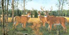 Springtime Buck and Doe Wallpaper Border