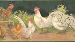 Roosters Galore Wallpaper Border- 1 ROLL LEFT
