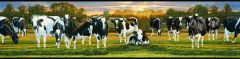 Black Cow Wallpaper Border Chesapeake FFR65382B