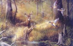 Deer Wallpaper Mural