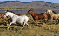 Wild Horses Wallpaper Mural