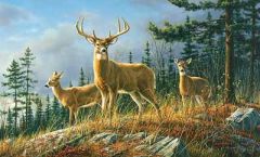 Autumn Whitetail Deer Wallpaper Mural