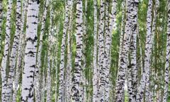 Birch Tree Wall Paper Mural