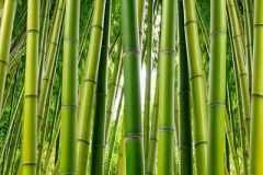 Bamboo Tree Wall Paper Mural