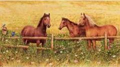 Horses at Fence Wall Mural