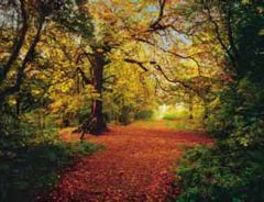 Autumn Forest Poster Mural- only 1
