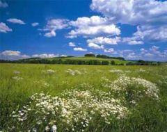 Meadow Mural- only 1