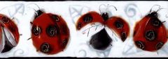 Black Ladybug Wallpaper Border
