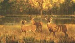 White Tail Deer Mural CH7985M
