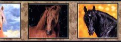Framed Horses Wallpaper Border